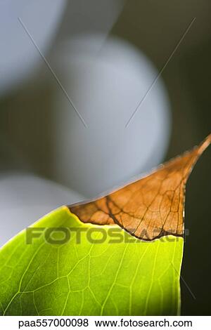 Leaf turning brown at tip, close-up View Large Photo Image Stock Photo - Leaf turning brown at tip, close-up. Fotosearch