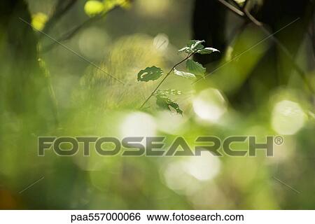 Leaves on young tree, selective focus View Large Photo Image Stock Photograph - Leaves on young tree, selective focus. Fotosearch