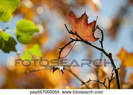 Maple leaf caught on bare branch View Large Photo Image Stock Photography - Maple leaf caught on bare branch. Fotosearch