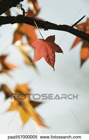 Maple leaves on branch View Large Photo Image Stock Photography - Maple leaves on branch. Fotosearch