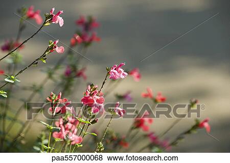 Stock Photo - Pink flowers growing toward sunlight. Fotosearch