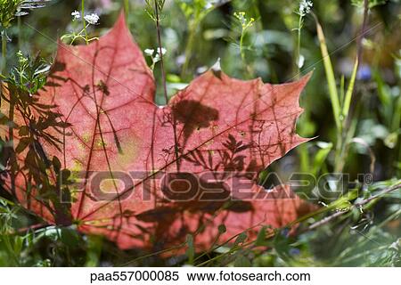 Stock Photography - Red maple leaf in grass, backlit. Fotosearch