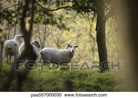 Sheep grazing in meadow, one looking at camera View Large Photo Image Stock Photography - Sheep grazing in meadow, one looking at camera. Fotosearch