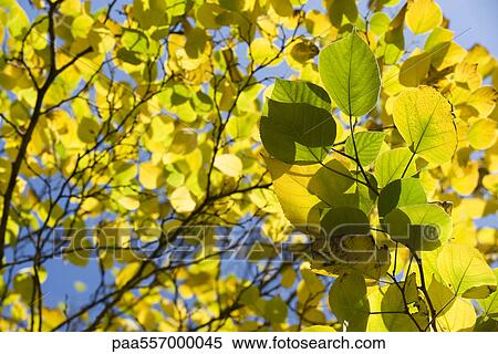 Sunlit birch foliage (Betula), low angle view View Large Photo Image Stock Photography - Sunlit birch foliage (Betula), low angle view. Fotosearch