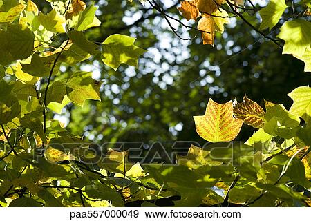 Sunlit fall foliage of Tulip Poplar tree (Liriodendron tulipifera) View Large Photo Image Stock Photo - Sunlit fall foliage of Tulip Poplar tree (Liriodendron tulipifera). Fotosearch