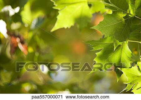 Sunlit maple leaves View Large Photo Image Stock Image - Sunlit maple leaves. Fotosearch