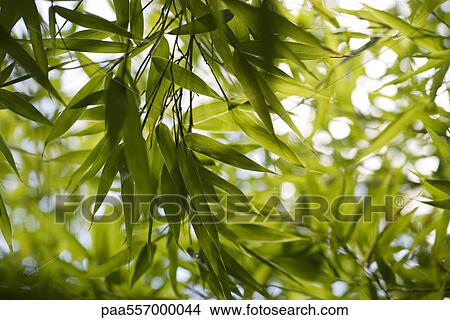 Sunlit willow foliage View Large Photo Image Picture - Sunlit willow foliage. Fotosearch