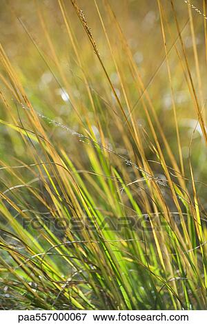Tall grass, close-up View Large Photo Image Stock Photo - Tall grass, close-up. Fotosearch