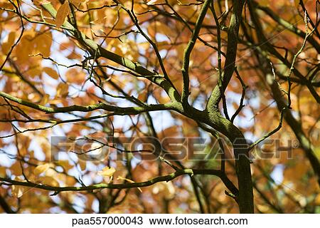 Stock Image - Tree branches with Autumn foliage. Fotosearch