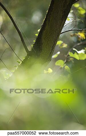 Tree trunk viewed through blurred foliage View Large Photo Image Stock Image - Tree trunk viewed through blurred foliage. Fotosearch
