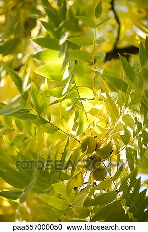 Walnuts growing on branch, low angle view View Large Photo Image Stock Image - Walnuts growing on branch, low angle view. Fotosearch
