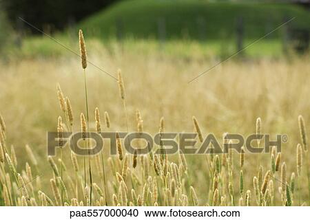 Stock Image - Wheatfield. Fotosearch