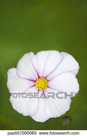 White cosmos flower View Large Photo Image Stock Image - White cosmos flower. Fotosearch