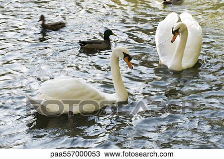 White swans and mallard ducks on pond View Large Photo Image Stock Image - White swans and mallard ducks on pond. Fotosearch