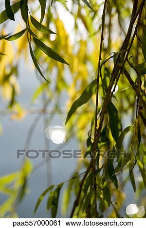 Stock Image - Willow branches, close-up. Fotosearch