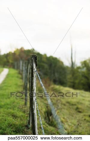 Wire fence bordering pasture, close-up View Large Photo Image Stock Photography - Wire fence bordering pasture, close-up. Fotosearch