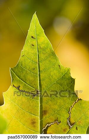 Yellow leaf, close-up View Large Photo Image Stock Photo - Yellow leaf, close-up. Fotosearch