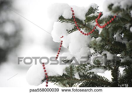 Beaded garland draped on snow-covered branches of tree View Large Photo Image Stock Photo - Beaded garland draped on snow-covered branches of tree. Fotosearch
