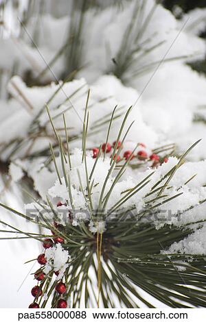 Beaded garland draped on snow-covered branches View Large Photo Image Stock Photo - Beaded garland draped on snow-covered branches. Fotosearch