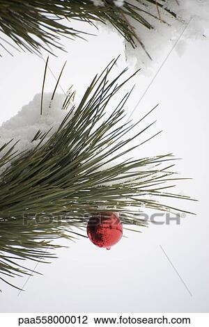 Christmas ornament hanging from snow-covered branch View Large Photo Image Stock Image - Christmas ornament hanging from snow-covered branch. Fotosearch