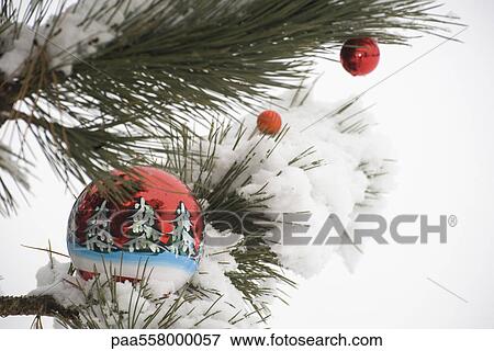 Colorful Christmas ornaments hanging from snow-covered evergreen branches View Large Photo Image Stock Photo - Colorful Christmas ornaments hanging from snow-covered evergreen branches. Fotosearch