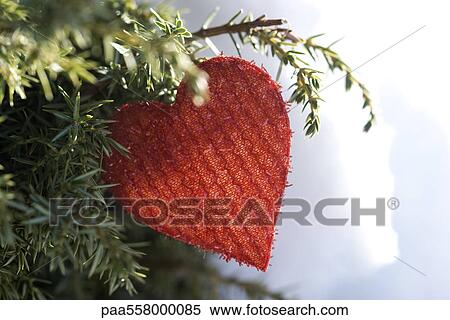Heart shaped Christmas ornament hanging from evergreen branch View Large Photo Image Stock Photography - Heart shaped Christmas ornament hanging from evergreen branch. Fotosearch