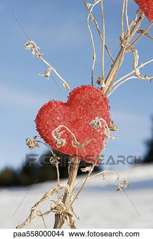 Picture - Heart shaped ornament on dried plant stalk. Fotosearch