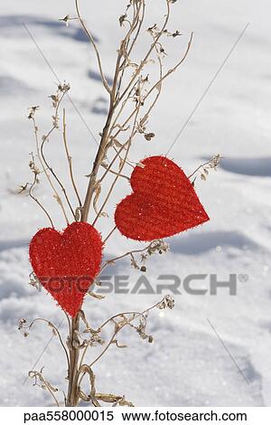 Heart shaped ornaments on dried plant stalk View Large Photo Image Stock Photography - Heart shaped ornaments on dried plant stalk. Fotosearch