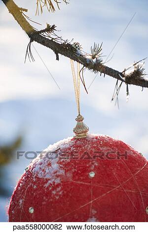 Red Christmas ornament hanging from branch, cropped View Large Photo Image Stock Image - Red Christmas ornament hanging from branch, cropped. Fotosearch