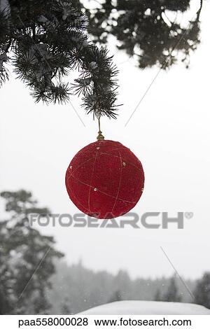 Red Christmas ornament hanging from evergreen branch View Large Photo Image Stock Photo - Red Christmas ornament hanging from evergreen branch. Fotosearch
