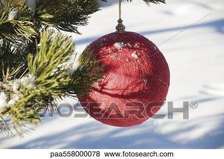 Red Christmas ornament hanging from evergreen branch, snow in background View Large Photo Image Stock Photo - Red Christmas ornament hanging from evergreen branch, snow in background. Fotosearch