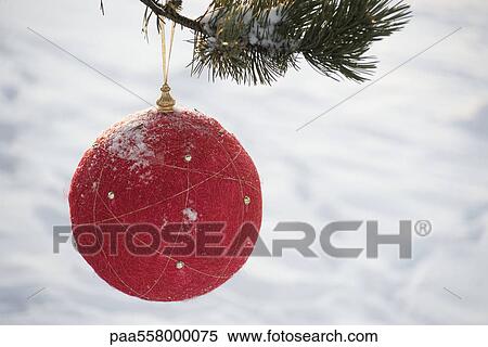 Stock Photography - Red Christmas ornament hanging from evergreen branch, snow in background. Fotosearch