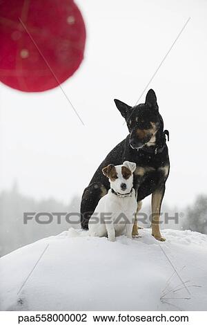 Stock Image - Two dogs sitting together on snowy mound, Christmas ornament in foreground. Fotosearch