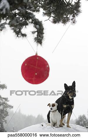 Two dogs sitting together on snowy mound, Christmas ornament hanging on branch in foreground View Large Photo Image Stock Photograph - Two dogs sitting together on snowy mound, Christmas ornament hanging on branch in foreground. Fotosearch