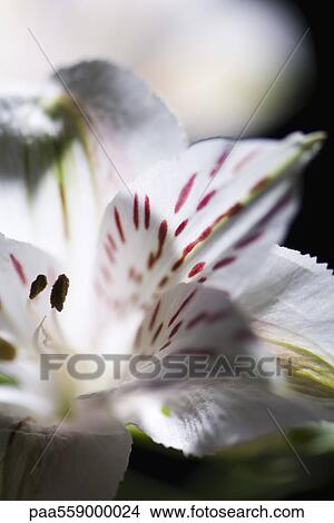 Alstroemeria lily, extreme close-up View Large Photo Image Picture - Alstroemeria lily, extreme close-up. Fotosearch