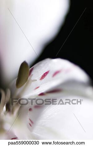 Alstroemeria lily, extreme close-up View Large Photo Image Stock Image - Alstroemeria lily, extreme close-up. Fotosearch