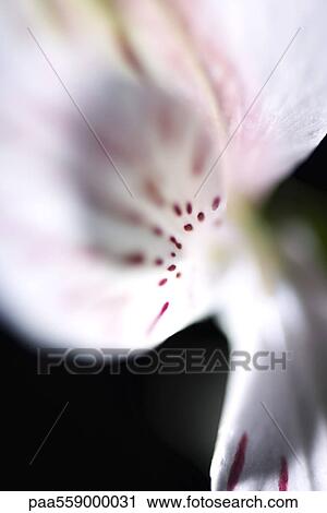 Alstroemeria lily, extreme close-up View Large Photo Image Stock Image - Alstroemeria lily, extreme close-up. Fotosearch