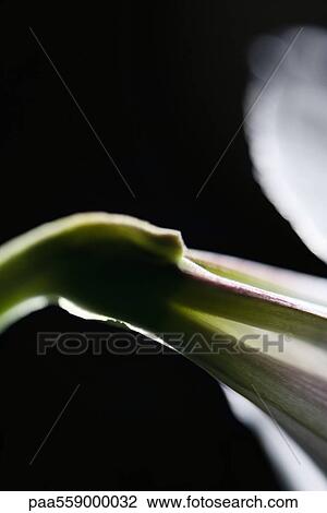 Alstroemeria lily, extreme close-up View Large Photo Image Stock Image - Alstroemeria lily, extreme close-up. Fotosearch