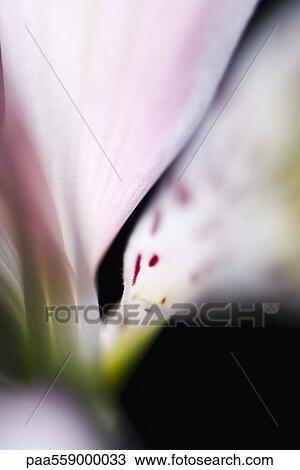 Stock Image - Alstroemeria lily, extreme close-up. Fotosearch