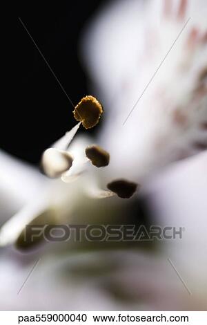 Stock Image - Alstroemeria lily, extreme close-up. Fotosearch