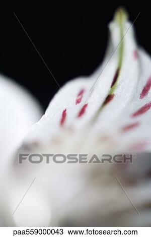 Alstroemeria lily, extreme close-up View Large Photo Image Stock Image - Alstroemeria lily, extreme close-up. Fotosearch