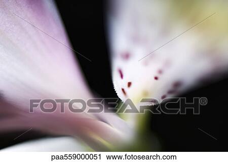 Alstroemeria lily, extreme close-up View Large Photo Image Stock Image - Alstroemeria lily, extreme close-up. Fotosearch