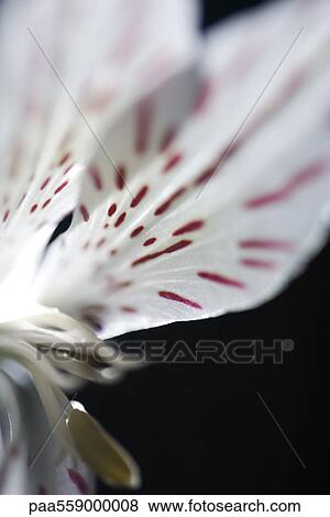 Alstroemeria lily, extreme close-up View Large Photo Image Stock Photo - Alstroemeria lily, extreme close-up. Fotosearch