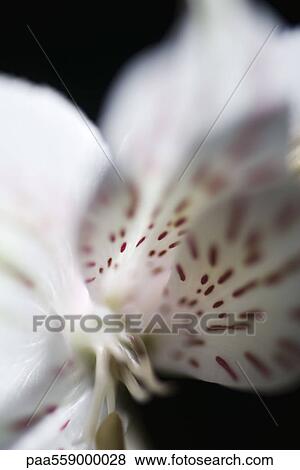 Alstroemeria lily, extreme close-up View Large Photo Image Stock Photo - Alstroemeria lily, extreme close-up. Fotosearch