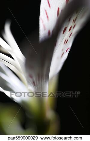 Stock Photo - Alstroemeria lily, extreme close-up. Fotosearch