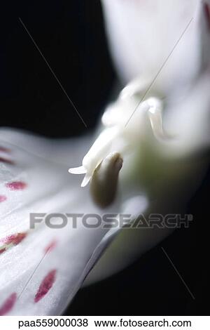 Alstroemeria lily, extreme close-up View Large Photo Image Stock Photo - Alstroemeria lily, extreme close-up. Fotosearch