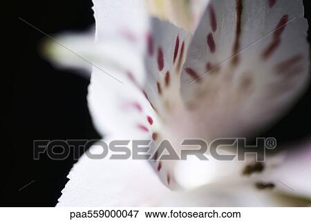 Alstroemeria lily, extreme close-up View Large Photo Image Stock Photo - Alstroemeria lily, extreme close-up. Fotosearch