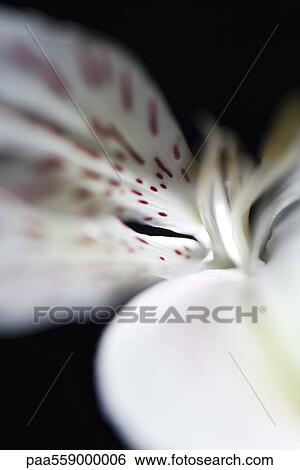 Stock Photograph - Alstroemeria lily, extreme close-up. Fotosearch