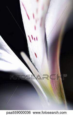 Alstroemeria lily, extreme close-up View Large Photo Image Stock Photograph - Alstroemeria lily, extreme close-up. Fotosearch