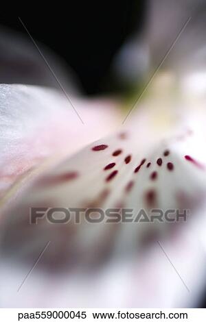 Stock Photography - Alstroemeria lily, extreme close-up. Fotosearch